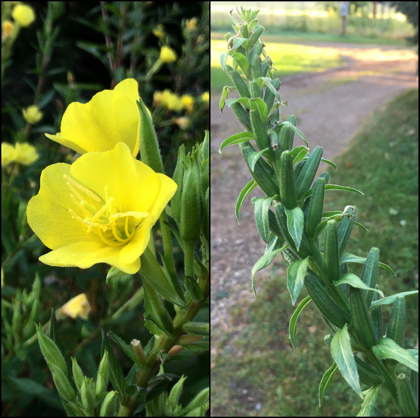 Evening primrose flowers